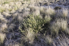 Leucadendron coriaceum