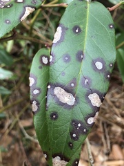 Mycosphaerella colorata