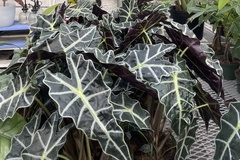 Alocasia × mortfontanensis