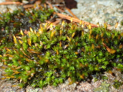 Orthotrichum anomalum