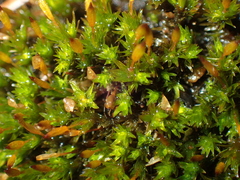 Orthotrichum anomalum