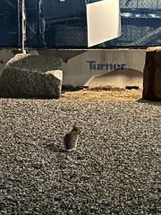 Sylvilagus transitionalis