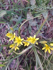 Gagea lutea