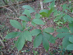Sapranthus campechianus