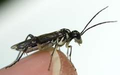 Pachyprotasis rapae