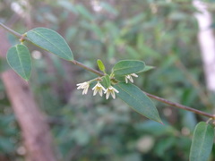 Metastelma schlechtendalii
