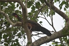 Penelope ochrogaster