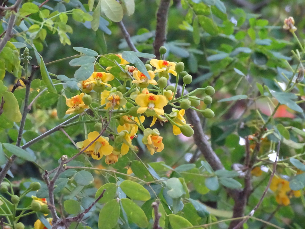 Erythrostemon yucatanensis; photograph Alexis López Hernández, CC BY, iNaturalist via GBIF