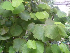 Neomillspaughia emarginata