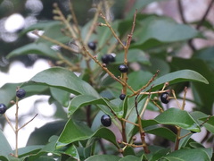 Ardisia