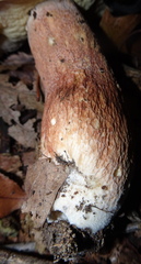 Boletus subcaerulescens
