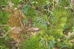 Arabis scabra