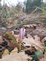 Crocus biflorus