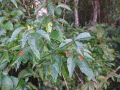 Thouinia paucidentata