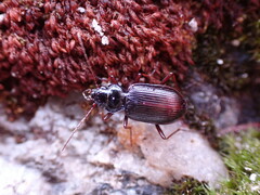 Nebria intermedia