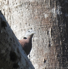 Streptopelia tranquebarica