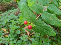 Hypericum androsaemum