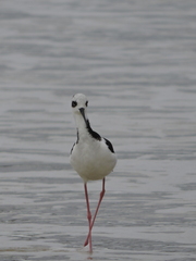 Himantopus mexicanus melanurus