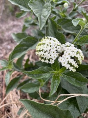 Tournefortia hartwegiana