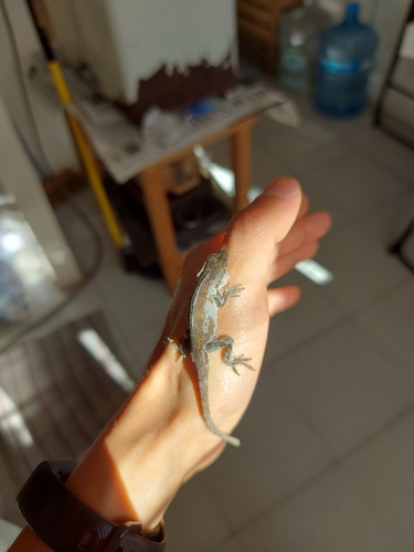 White Anole, Anolis laeviventris