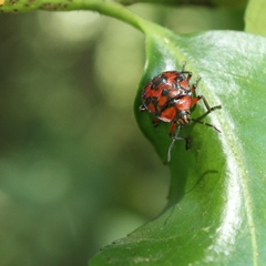 Brontocoris nigrolimbatus