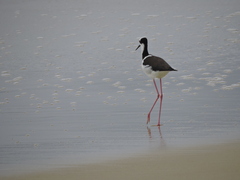 Himantopus mexicanus melanurus