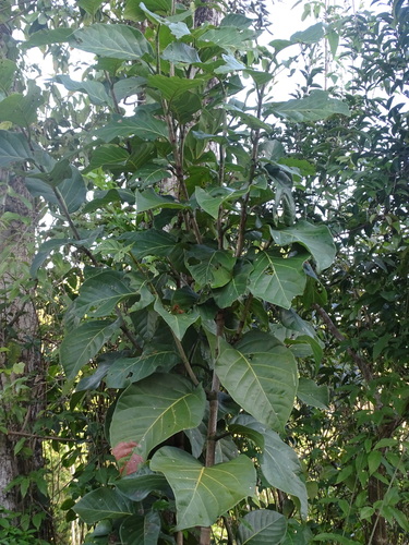 Image of Coccoloba spicata by (c) Alexis López Hernández, some rights reserved (CC BY)