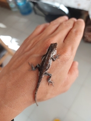 Anolis laeviventris