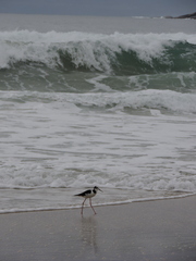 Himantopus mexicanus melanurus