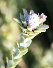 Leucadendron coriaceum