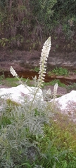 Reseda alba