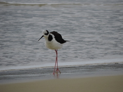 Himantopus mexicanus melanurus
