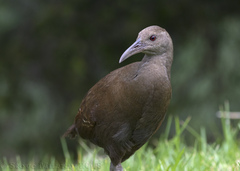 Gallirallus sylvestris
