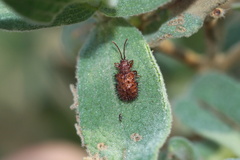 Dicladispa testacea