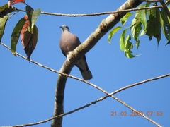 Streptopelia tranquebarica