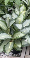 Aglaonema nitidum