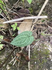 Holothrix orthoceras