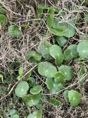 Hydrocotyle ranunculoides