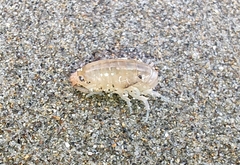 Megalorchestia corniculata