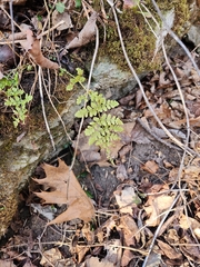 Woodsia obtusa