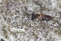 Andrena