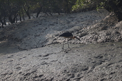 Leptoptilos javanicus