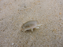 Emerita brasiliensis