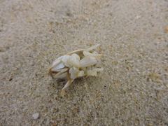 Emerita brasiliensis