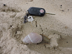 Megalobulimus