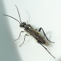 Pachyprotasis rapae