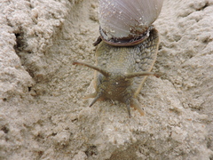 Megalobulimus