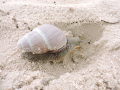Megalobulimus