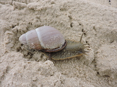 Megalobulimus