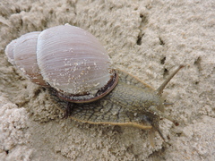 Megalobulimus